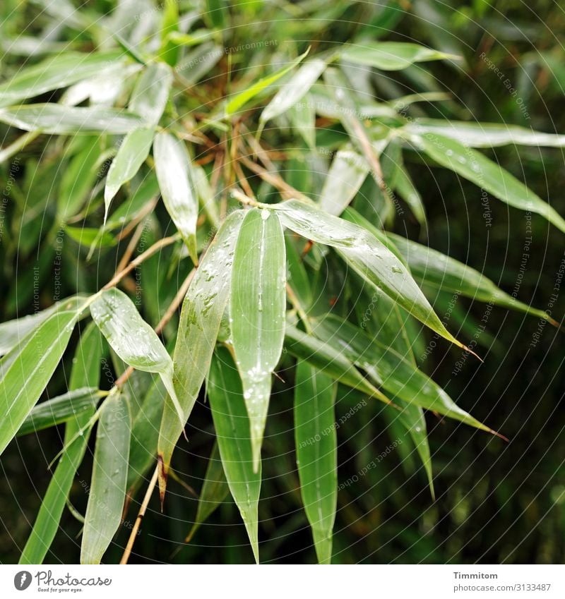 Spitzen Gewächs Pflanze grün Blätter spitz Natur Garten Menschenleer Farbfoto Regentropfen