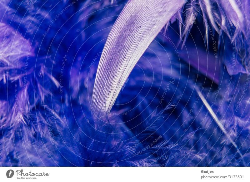 Makroaufnahme einer vieler Federn einer Federboa | Fingerspitzengefühl Mode kuschlig violett silber weiß Warmherzigkeit stagnierend Surrealismus Bekleidung