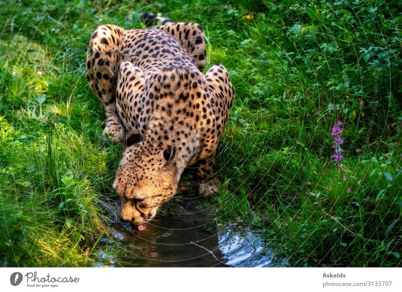 Der afrikanische Leopard trinkt Wasser aus dem Bach. schön Gesicht Safari Natur Tier Baum Urwald Fluss Katze Tierjunges wild schwarz gefährlich sri Panthera