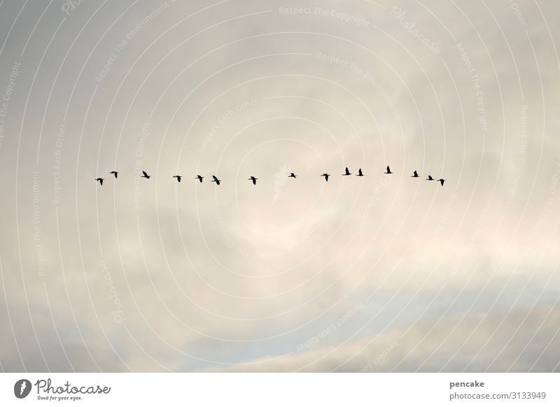 auf der durchreise Natur Urelemente Luft Himmel Wolken Herbst Ostsee Wildtier Vogel Schwarm Bewegung fliegen wandern Vogelflug Formationsflug Linie Trieb