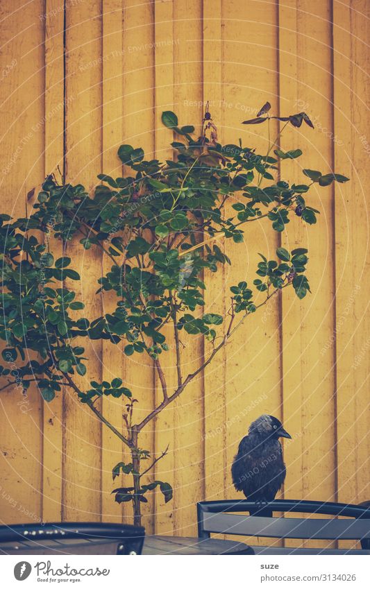 TT | Firlefanz an der Wand Stuhl Pflanze Tier Baum Sträucher Wildtier Vogel 1 sitzen warten trist gelb grün schwarz Langeweile Traurigkeit Appetit & Hunger