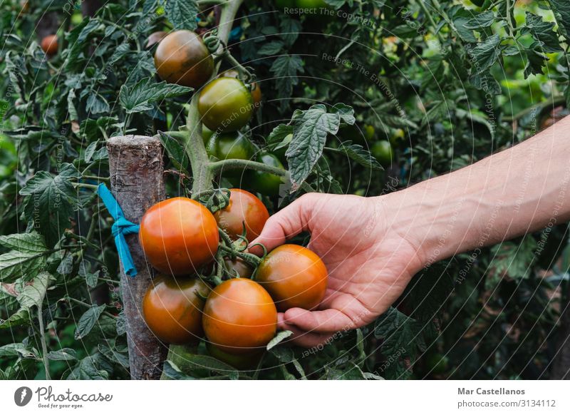 Man's Hand pflückt reife Kumato-Tomaten im Obstgarten. Gemüse Vegetarische Ernährung Lifestyle Wellness Sommer Gartenarbeit Mann Erwachsene Menschengruppe Natur