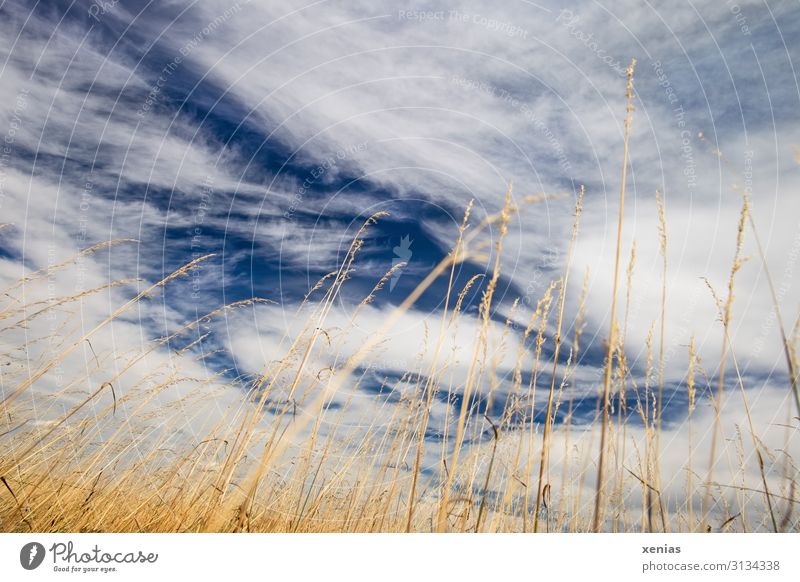 im Kornfeld liegen und zu den Wolken schauen Himmel Umwelt Natur Pflanze Wetter Sommer Klima Klimawandel Gras Schönes Wetter Dürre Nutzpflanze Halm Getreide