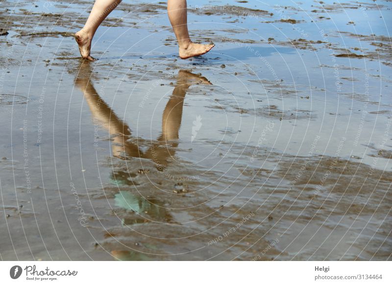 Detailaufnahme Beine im Wattenmeer mit Spiegelung im Wasser Mensch feminin Fuß 1 30-45 Jahre Erwachsene Umwelt Natur Landschaft Erde Sommer Schönes Wetter Küste