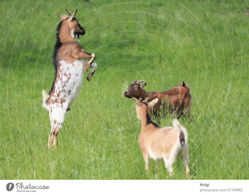 Ziegenbock posiert vor zwei staunenden Ziegen auf einer Wiese Umwelt Natur Pflanze Tier Sommer Schönes Wetter Gras Haustier Nutztier 3 Brunft beobachten Blick