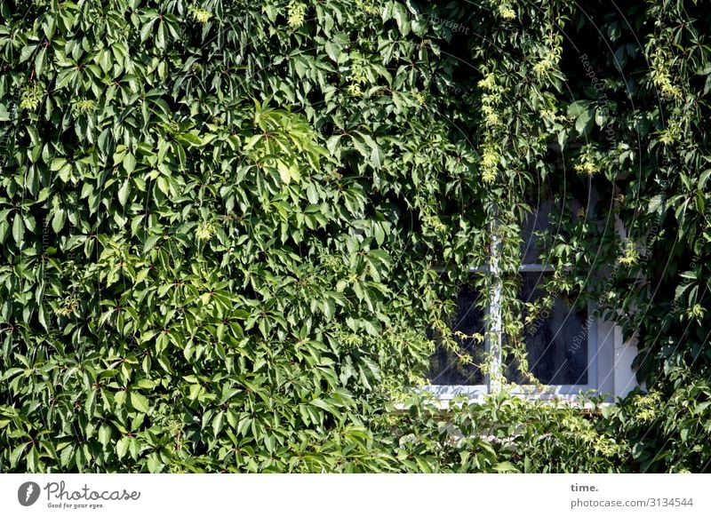 controlled by nature fenster wein Haus wachstum überwuchert Grün unkontrolliert märchen verwunschen sonnig Schatten überwachsen Natur nachhaltig umwelt pflanze