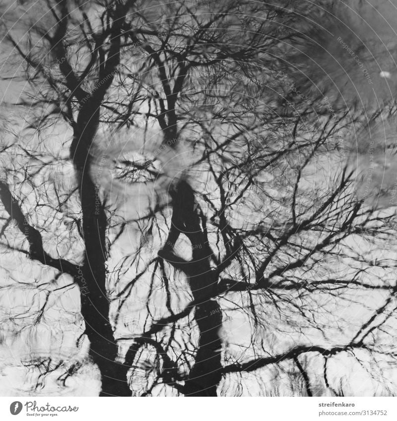 Spiegelung eines Baumes ohne Blätter auf einer Wasseroberfläche, mit Regentropfen Umwelt Natur Pflanze Urelemente Wassertropfen Herbst Pfütze Holz alt dunkel