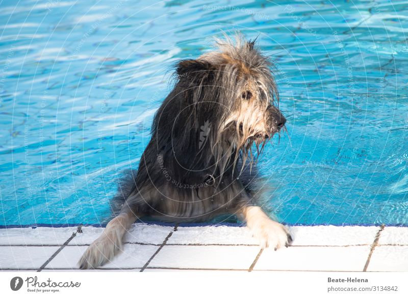 Badewetter war gestern Lifestyle Schwimmbad Schwimmen & Baden Sport Wasser Sommer Schönes Wetter Wärme Hund Fell beobachten Erholung Fitness genießen Blick