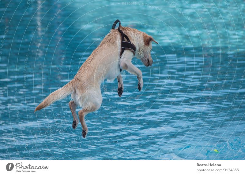 springender Hund elegant Freude Gesundheit sportlich Fitness Wohlgefühl Zufriedenheit Freizeit & Hobby Sommer Sonne Sport Sport-Training Wassersport