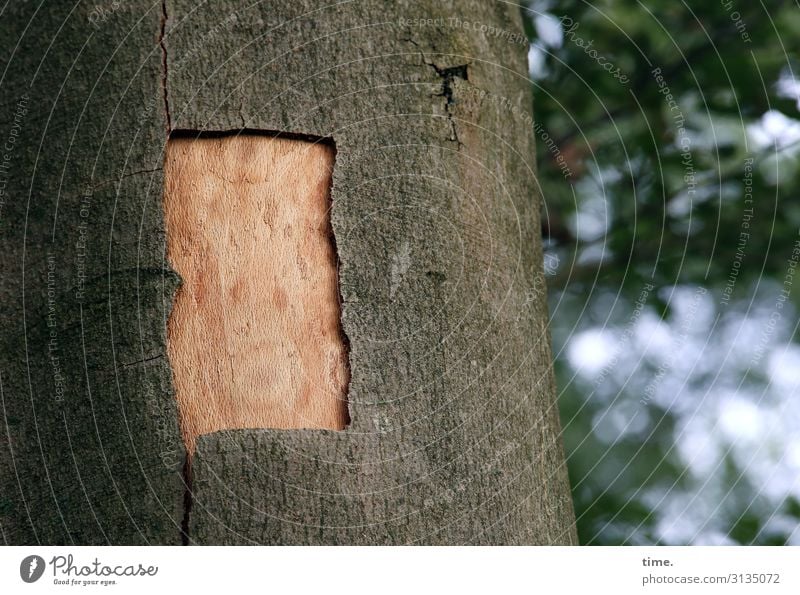 Schnittwunde | Hautsache Schönes Wetter Baum Baumstamm Baumrinde Buche Wald außergewöhnlich Wachsamkeit Neugier Interesse Überraschung entdecken Konzentration