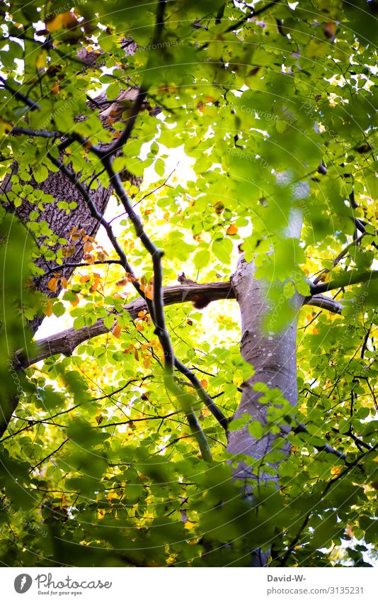 hoch oben im Baum Kunst Kunstwerk Gemälde Umwelt Natur Landschaft Sommer Klima Klimawandel Schönes Wetter Pflanze Wald Tier Wildtier Fell Pfote 1 beobachten