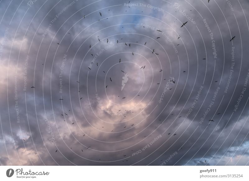 Möwenschwarm Abenteuer Ferne Freiheit Expedition Umwelt Natur Luft Himmel Wolken Gewitterwolken Horizont Sonnenlicht Klima Tier Wildtier Vogel Flügel Schwarm