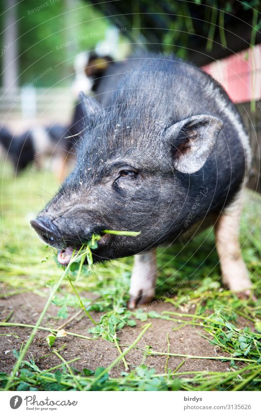 Kleines Schwein im Freiland frisst Klee. Tierportrait eines Ferkels. schwache Tiefenschärfe Landwirtschaft artgerecht Biologische Landwirtschaft Schönes Wetter