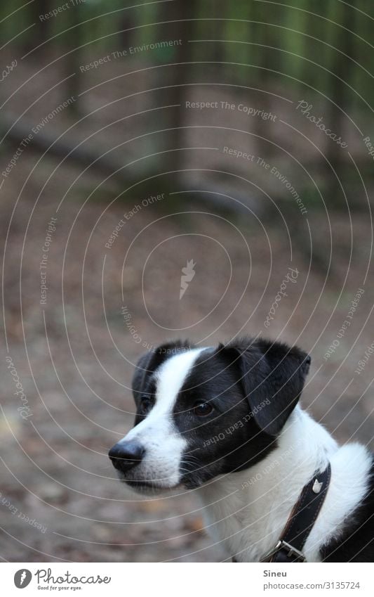 Hund im Wald Natur Herbst Baum Tier Haustier Tiergesicht 1 beobachten Jagd Blick Neugier braun grün schwarz weiß achtsam Wachsamkeit Konzentration Anspannung