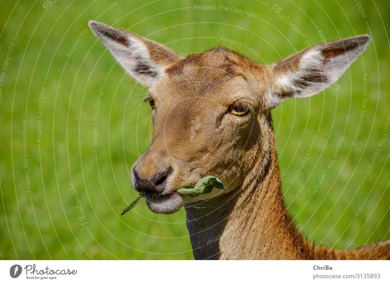 Es schmeckt Jagd Sommer Tier Wildtier Tiergesicht Fell Damwild Hirschkuh Rehauge 1 Fressen füttern braun grün Farbfoto Außenaufnahme Textfreiraum links Tag