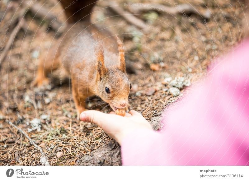 Eichhörnchen füttern #7 Haselnuss Essen Ferien & Urlaub & Reisen Tourismus Ausflug Kind Mensch Mädchen Kindheit Hand 1 3-8 Jahre Natur Tier Wald Wildtier