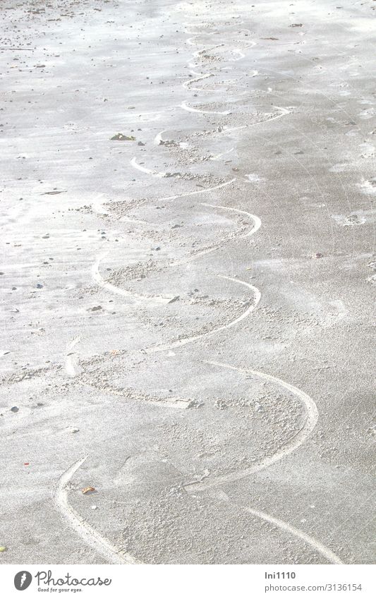 Spuren am Strand Natur Sand Sommer Küste Nordsee Zeichen Ornament grau weiß spurenlesen Muster Robben Sandstrand Helgoland Halbkreis Flosse anstrengen Farbfoto