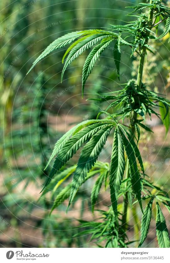 Marihuana-Farm. Anbau von Cannabis sativa in der Farm. Kräuter & Gewürze Topf Medikament Garten Kultur Natur Pflanze Blatt Wachstum natürlich grün industriell