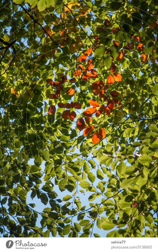 Blätterdach Umwelt Natur Pflanze Himmel Herbst Klima Schönes Wetter Baum Blatt Buche Park Wald Wachstum Schutz Vergänglichkeit Wandel & Veränderung