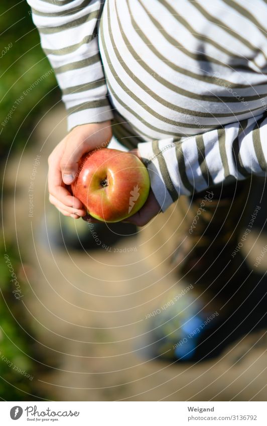 Apfelglück Lebensmittel Frucht Ernährung Picknick Bioprodukte Vegetarische Ernährung Diät Slowfood Kindergarten 1 Mensch Umwelt Natur Essen rot Ernte finden