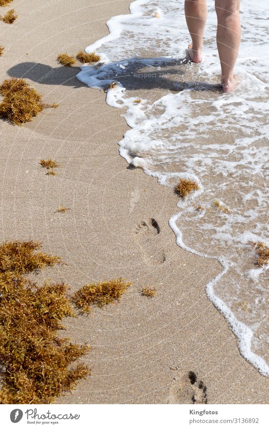 Strandspaziergang Ferien & Urlaub & Reisen Ausflug Sommer Sommerurlaub Sonne Meer Wellen Mensch Beine 1 Umwelt Natur Sand Wasser Küste Seeufer Fußspur gehen