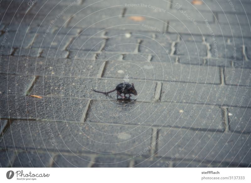 Regenmaus Umwelt Wasser Herbst schlechtes Wetter Stadtzentrum Menschenleer Straße Bürgersteig Tier Wildtier Maus Fell Krallen Pfote 1 Tierjunges frieren rennen