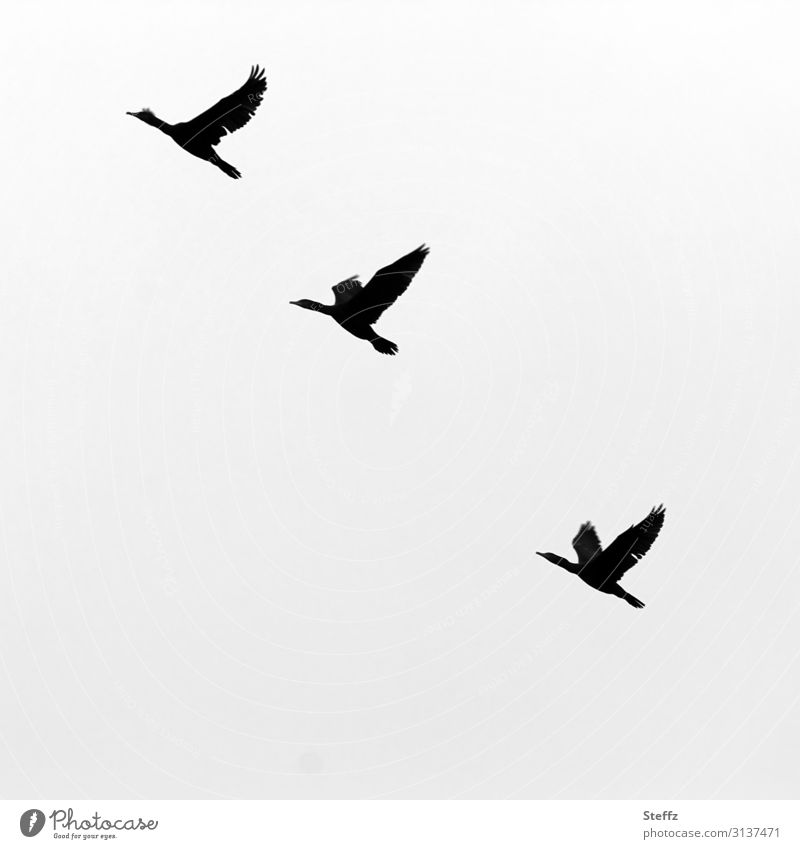 Gänse fliegen Zugvögel Wildgänse Gänseflug Vogelflug Vögel aufwärts Vogelzug Fernweh Wildvögel nach oben nacheinander Trieb Silhouetten abheben fliegende Vögel