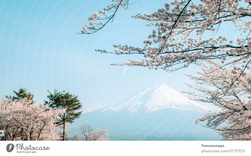 Mt Fuji mit Kirschblüte Lifestyle Ferien & Urlaub & Reisen Tourismus Ausflug Sightseeing Umwelt Natur Landschaft Luft Erde Himmel Wolkenloser Himmel Frühling