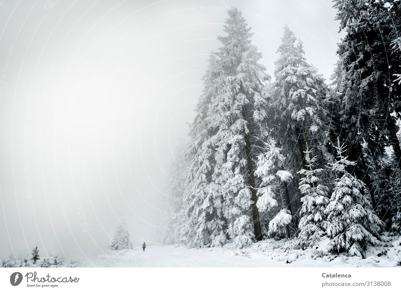 Verloren |Im Nebel auf dichter Schneelandschaft die Silhouette eines Manns Winter Winterurlaub wandern androgyn 1 Mensch Natur Landschaft Pflanze Himmel Wetter