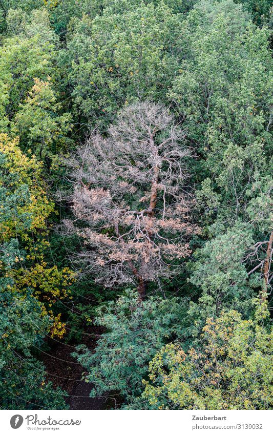 Nicht geschafft Forstwirtschaft Wald Umwelt Klimawandel Dürre Baum Krankheit braun grün Traurigkeit Sorge Trauer Enttäuschung Krise Umweltschutz Vergänglichkeit