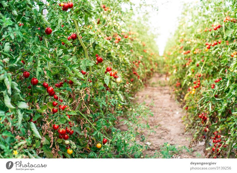 Kleine Tomaten im Gewächshaus Gemüse Sommer Garten Gartenarbeit Natur Pflanze Wachstum frisch klein natürlich rot Innenbereich Kirschtomaten landwirtschaftlich