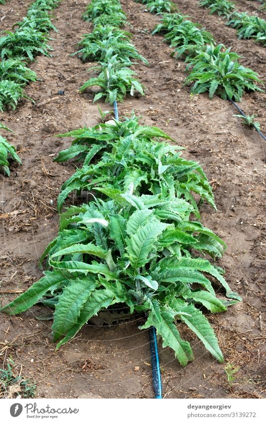 Artischockenpflanzen in Reihen. Artischockenanbau auf dem Feld Gemüse Ernährung Vegetarische Ernährung Landschaft Pflanze Blatt Wachstum frisch natürlich grün