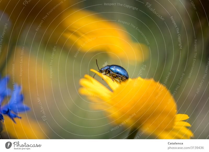 Der Himmelblaue Blattkäfer kabbelt auf einer gelben Blume in der Blumenwiese Tageslicht Sommer Garten Grün verblühen Tier Insekt Blüte Pflanze Flora Natur Käfer