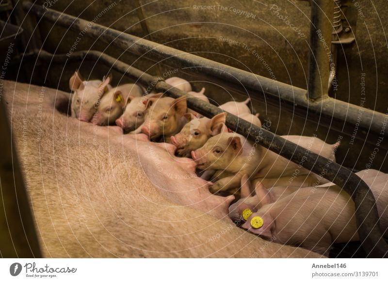 Mutter Schwein im Käfig mit ihren Ferkeln auf einem Zuchtbetrieb. Fleisch Fabrik Baby Erwachsene Menschengruppe Natur Tier Nutztier füttern schlafen Wachstum