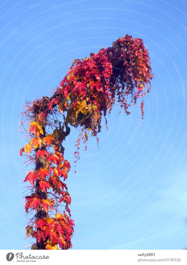 Herbstlicht... Wolkenloser Himmel Schönes Wetter Pflanze Wilder Wein Wachstum rot Natur Vergänglichkeit Straßenbeleuchtung bewachsen Herbstlaub Ranke verhüllen