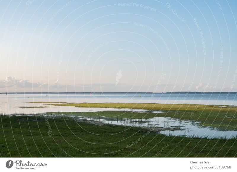 Boddenlandschaft - ruhig und kontemplativ Ferien & Urlaub & Reisen Ferne Freiheit Sommer Meer Natur Landschaft Himmel Horizont Schönes Wetter Gras Moos