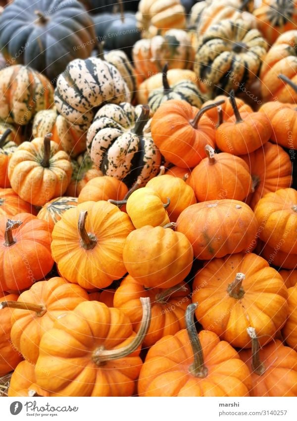 Kürbisse Natur Stimmung orange Kürbiszeit Mischung mehrfarbig Herbst herbstlich Halloween Ernährung Gesunde Ernährung Farbfoto Außenaufnahme Nahaufnahme