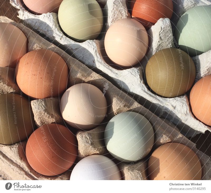 natürlich bunte Hühnereier Lebensmittel Ernährung Bioprodukte Feste & Feiern Ostern Eierkarton außergewöhnlich frisch Gesundheit lecker nah rund schön