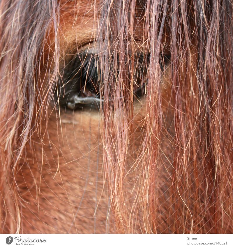 Das Auge macht das Bild, nicht die Kamera. Reitsport rothaarig langhaarig Tier Nutztier Pferd beobachten Freundlichkeit schön kuschlig Neugier niedlich klug