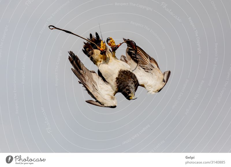 Porträt eines spanischen Falken in der Natur Jagd Hand Tier Himmel Park Wildtier Vogel natürlich wild Bussard Schnabel Fliege attackieren Sturzflug Tierwelt