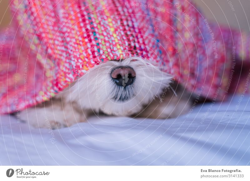 süßer, liebenswerter maltesischer Hund, der auf dem Bett liegt und eine rosa Kapuze trägt. Spaß und Haustiere, Schnauze aus nächster Nähe Jugendliche heimwärts