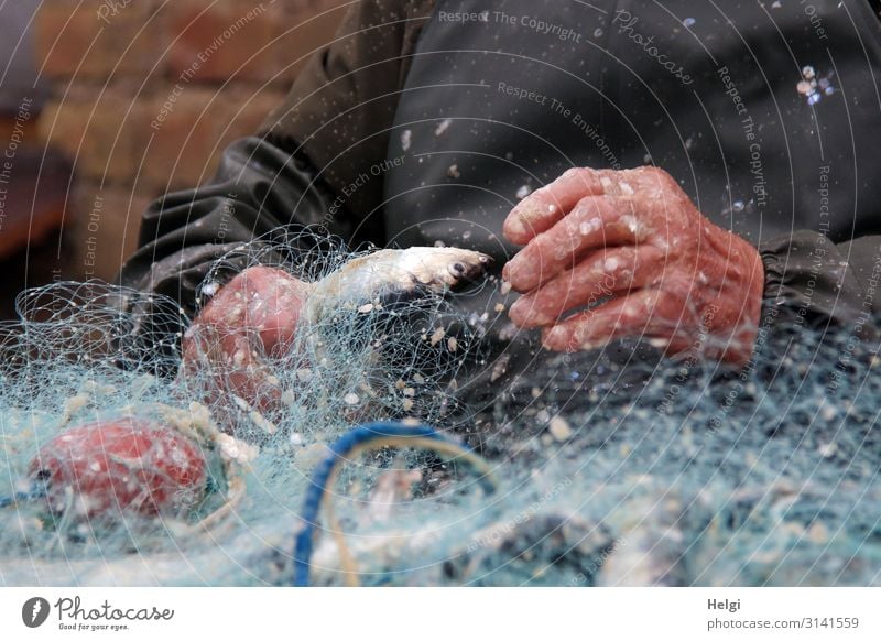 Hände eines Fischers entfernen Hering aus dem Fischernetz Lebensmittel Arbeit & Erwerbstätigkeit Fischereiwirtschaft Arbeitsplatz Hand 1 Mensch Kunststoff Netz