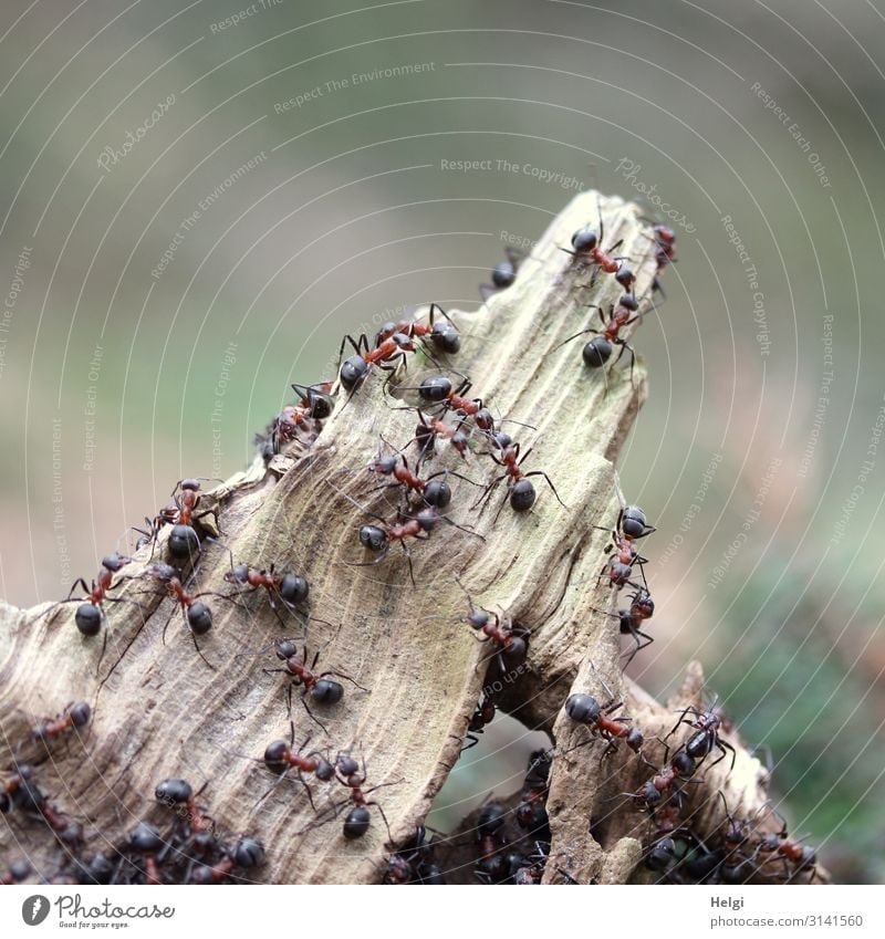 viele Waldameisen klettern an einer Baumwurzel im Wald Umwelt Natur Pflanze Tier Frühling Schönes Wetter Ast Wildtier Ameise Tiergruppe