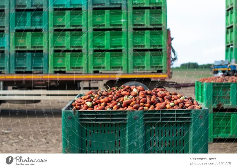 Tomaten zum Einmachen. Landwirtschaftliche Flächen und Kisten Gemüse Ernährung Vegetarische Ernährung Sommer Garten Gartenarbeit Natur Pflanze Verkehr Traktor