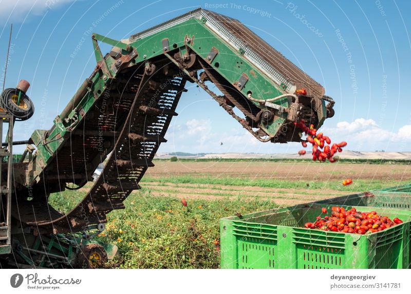 Maschine mit Transportlinie zum Pflücken von Tomaten auf dem Feld. Gemüse Sommer Garten Industrie Technik & Technologie Natur Pflanze Traktor Anhänger Wachstum