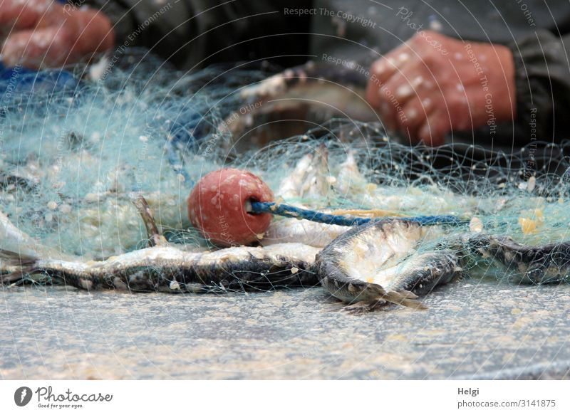 Fischernetz mit frisch gefangenen Heringen liegt auf einem Tisch Lebensmittel Arbeit & Erwerbstätigkeit Fischereiwirtschaft Arbeitsplatz Hand 1 Mensch