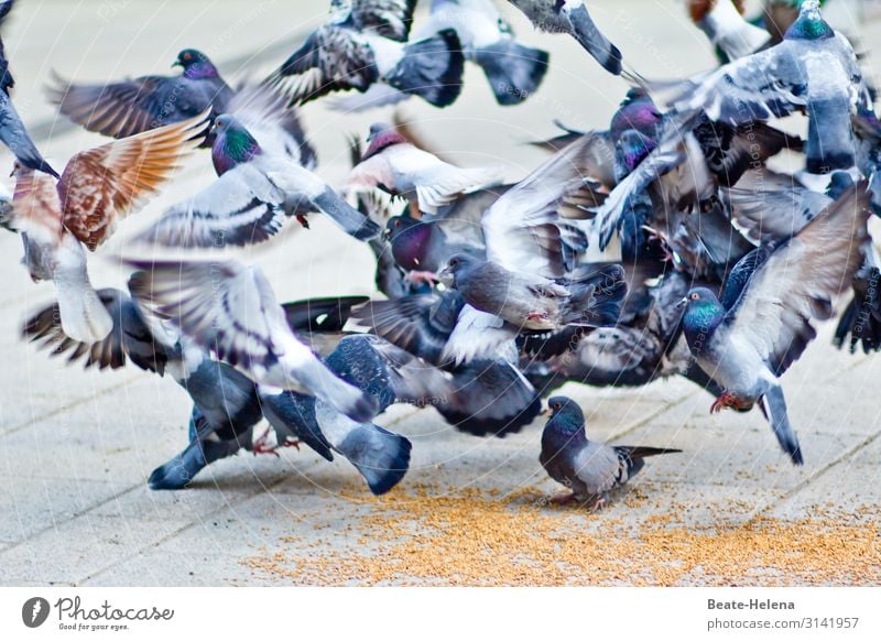 Welt der Tiere 15 Tauben Stadttauben hungrig Vögel fliegen Tiergruppe Vogelschwarm Flügel