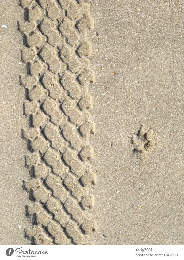 Druckerzeugnis | Sandspuren... Spuren Reifenabdruck Hundepfote Abdruck Sandstrand Profil Reifenprofil parallel Fußabdruck Eindruck Spurensuche Muster