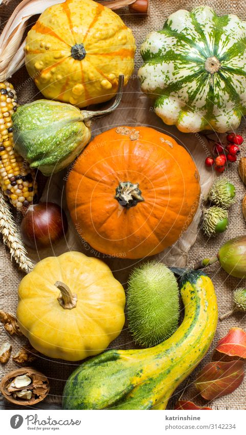 Herbstlicher Hintergrund mit Kürbissen Gemüse Vegetarische Ernährung Erntedankfest Halloween Menschengruppe Blatt dunkel frisch natürlich gelb grün Land fallen