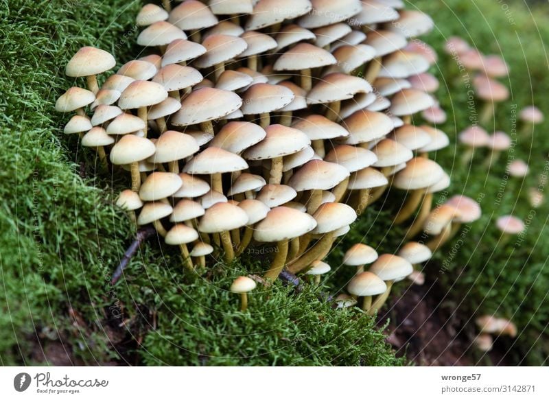 wörtlich genommen | wie Pilze aus dem Boden schießen Waldboden bodennah Moos grün Natur Außenaufnahme Herbst Farbfoto Tag natürlich Umwelt